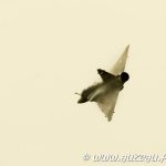 133-JL Mirage 2000D